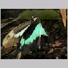 Papilio peranthus - Indonesien - wien-a 02.jpg
